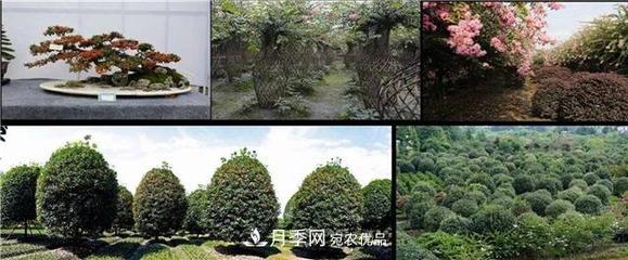 先抑后扬,上半年四川温江的花木卖了12亿